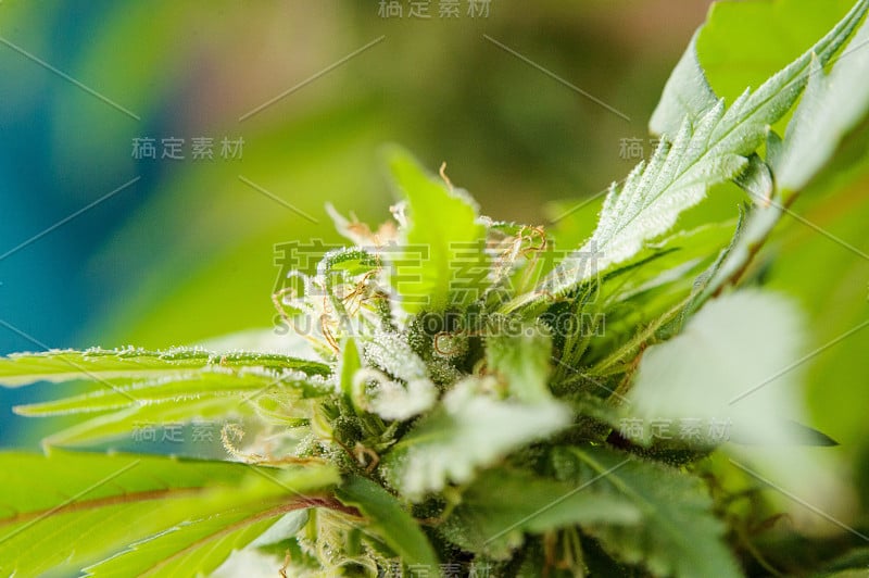 开花的大麻植物与早期的白色花，大麻的叶子，大麻