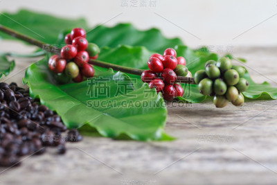 咖啡豆和树叶