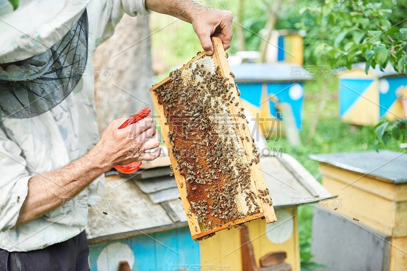 养蜂人工作在他的养蜂场持有蜂窝框架