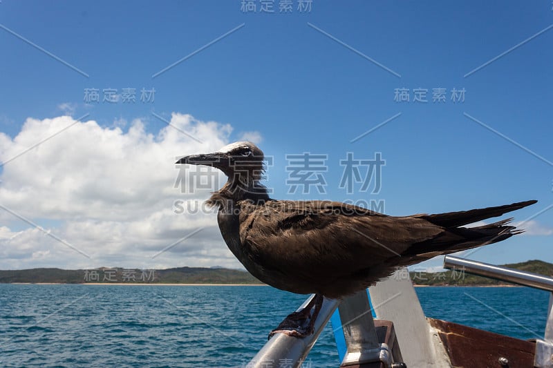 马达加斯加，栖息在一艘船上的幼褐小头鸟