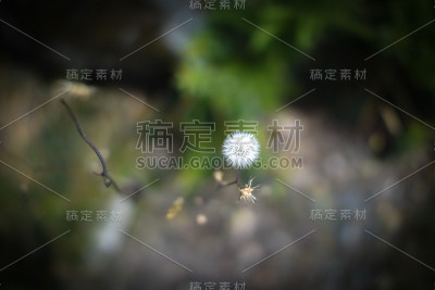 蒲公英