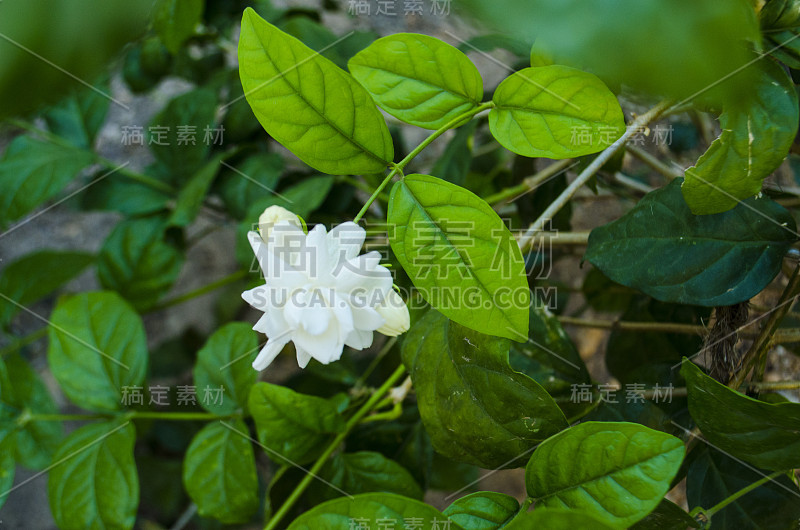 阿拉伯茉莉花，茉莉花茶花