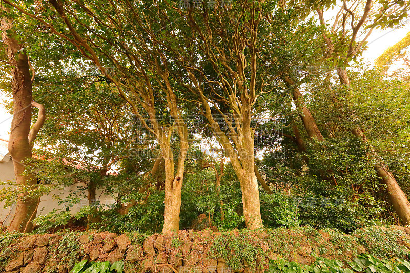 茶花，公园，茶花林，村庄，乡村，