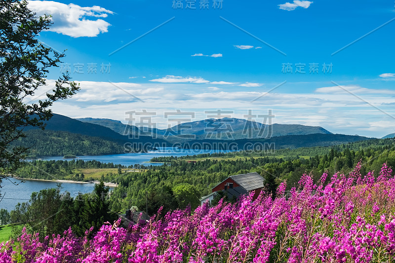 挪威夏季的风景与鲜花