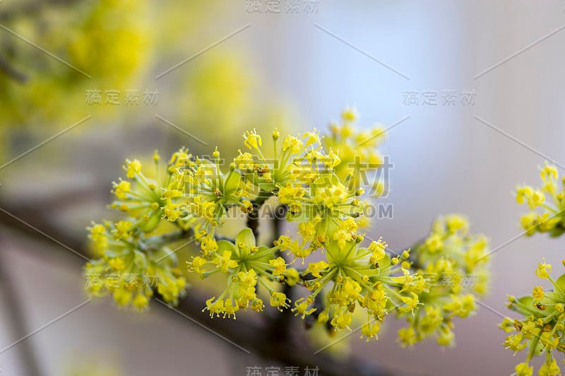 山茱萸在早春时为树枝，山茱萸为樱桃开花