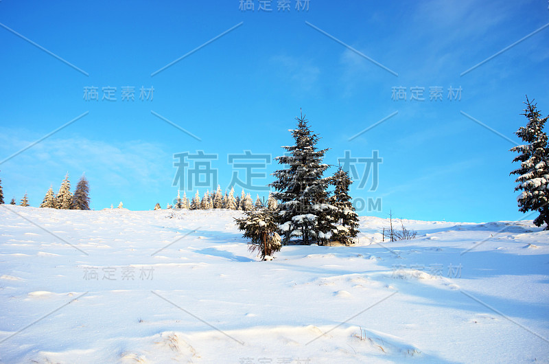 冬季宁静的山地景观，云杉覆盖着白霜和雪