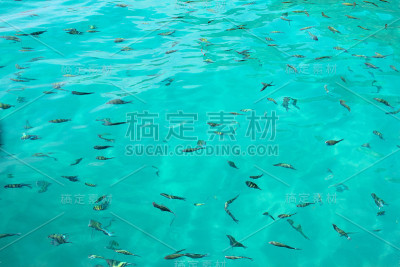 水中热带鱼