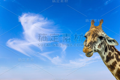 沉思的长颈鹿的肖像