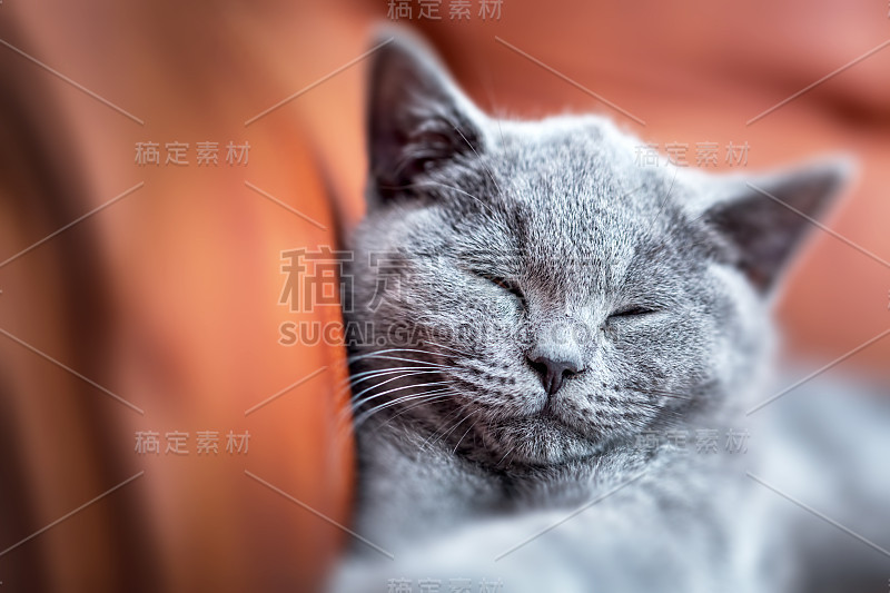 可爱的小猫咪躺在皮沙发上。英国短毛小猫，毛蓝灰色