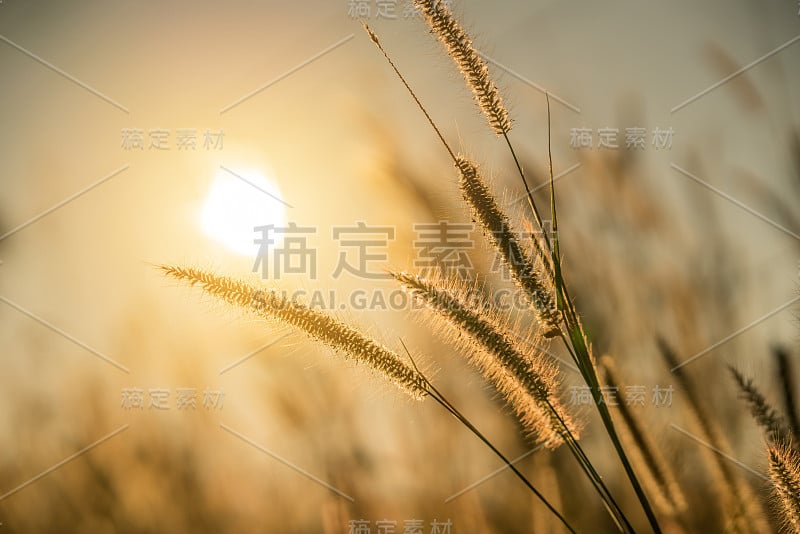 草花与日落或日出的背景