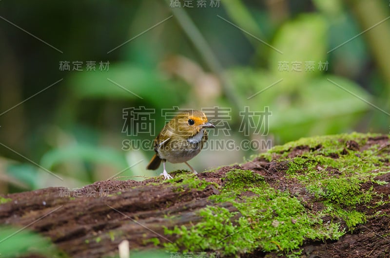 红眉鹟栖息在树枝上