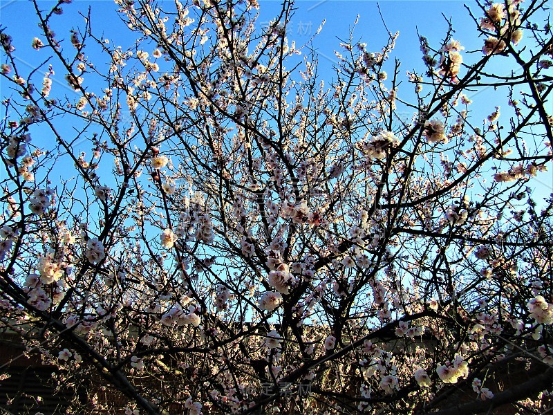 2月。日本。梅花园在初升的太阳的第一缕阳光中。