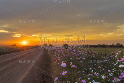 日落与宇宙花旁边的砾石路