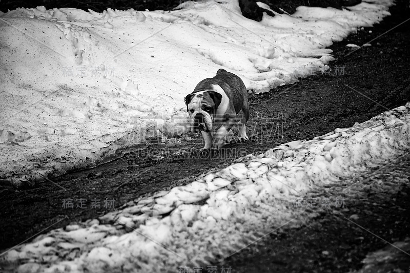 雪中的英国斗牛犬