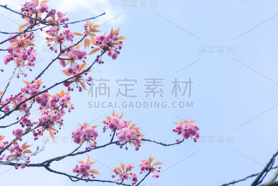 樱桃树开花