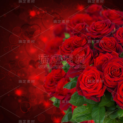 深背景上的猩红色玫瑰