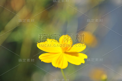 黄色的花