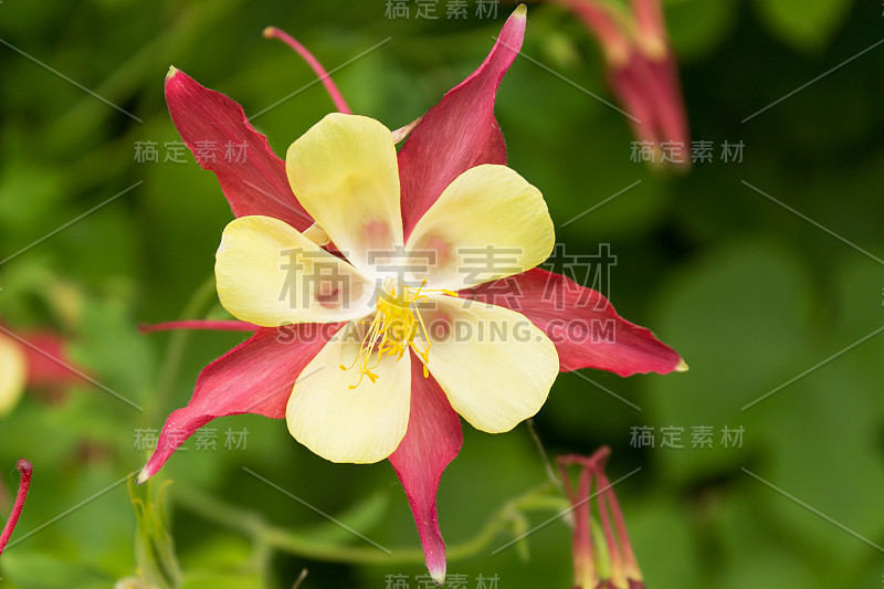 花耧斗菜特写镜头