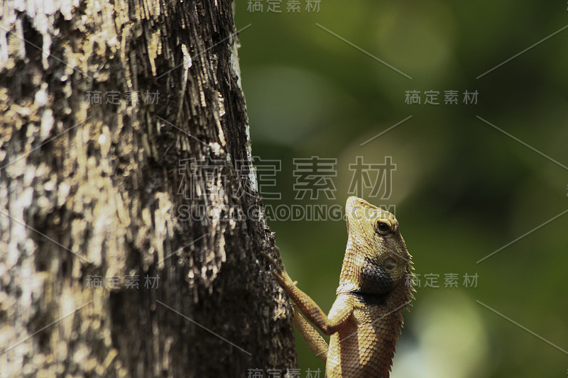 泰国变色龙在树与自然的绿色背景。