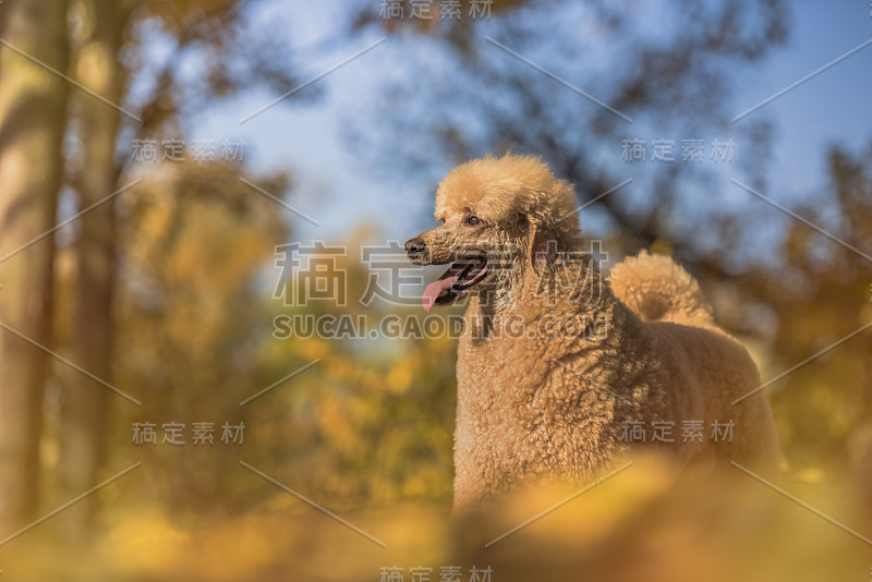 标准的秋季狮子狗肖像