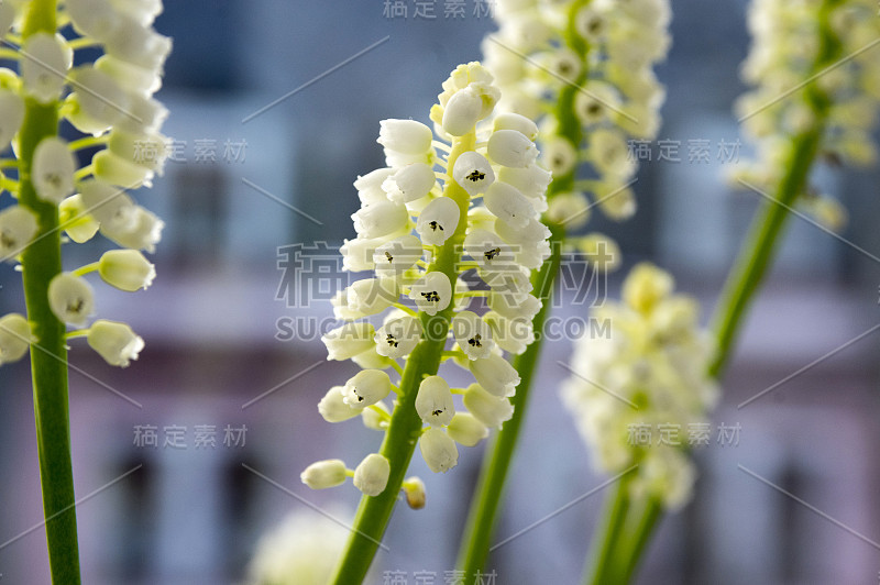 杏树开花，白葡萄风信子开花，