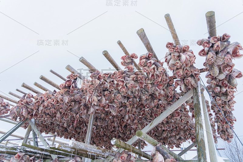 欧洲冬季，挪威诺德兰郡罗浮敦群岛小镇，在传统的木架子上晾晒鳕鱼。海鲜。