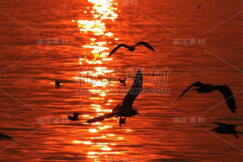 鸽子与夕阳。