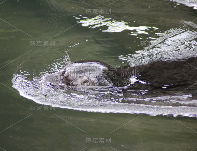 拉多加湖环斑海豹