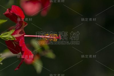猩红中国玫瑰近距离与大副本空间。