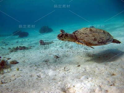 大堡礁龟。