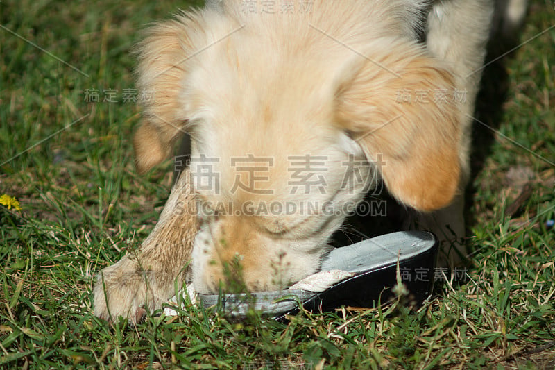 小狗，金毛猎犬小狗，拉布拉多犬