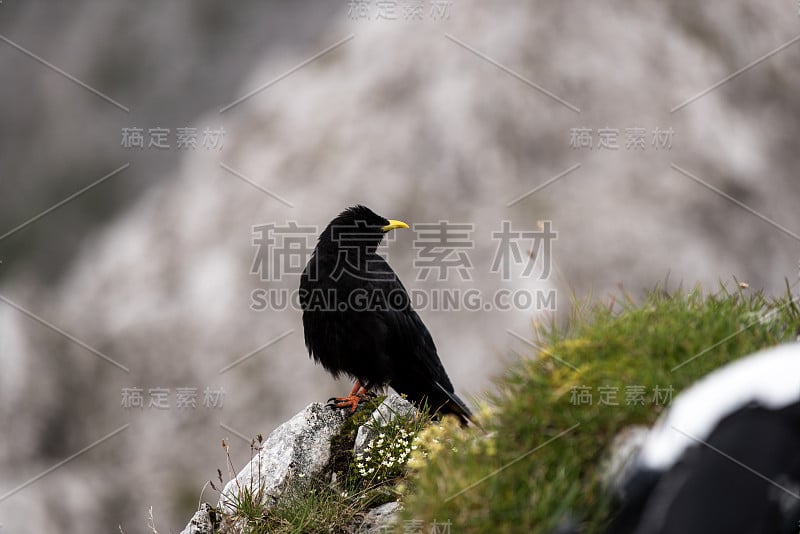 沿着因斯布鲁克诺德克特登山小道的阿尔卑斯山雀