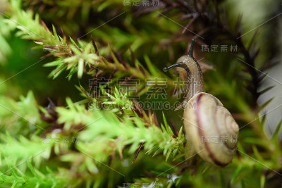 雨后绿叶上的蜗牛带着雨滴