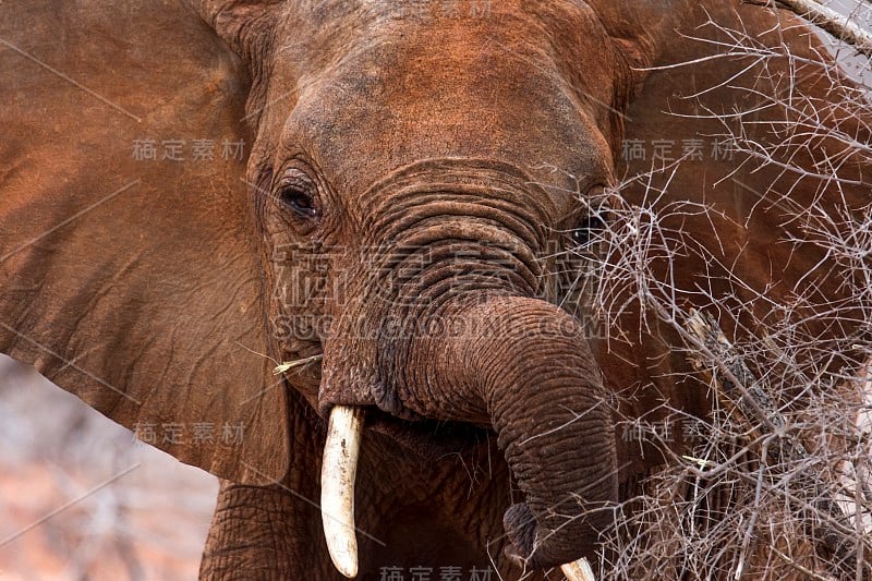 非洲大象- Tsavo East，肯尼亚