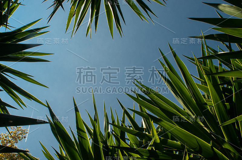 丝兰(Yucca gigantea, Yucca elephantipes，危地马拉丝兰)的叶子是一