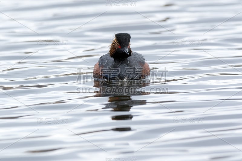 黑necked Grebe (Podiceps nigricollis, Podiceps casp