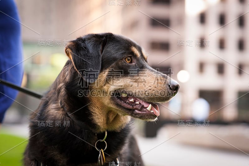 用皮带牵着的德国牧羊犬