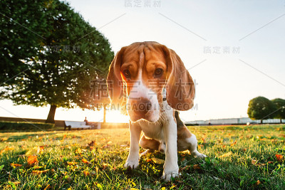 严肃的比格犬在公园的绿草地上散步