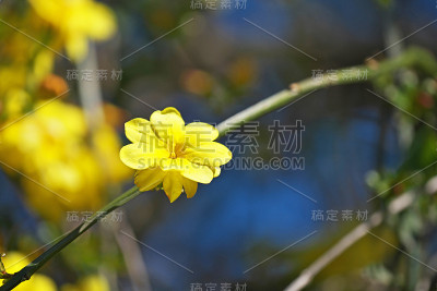 迎春花