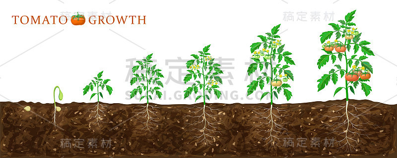 番茄植株的生长阶段从种子到开花和成熟。番茄田和健康番茄植株地下根系隔离在白色上的生活史说明。有机园艺