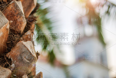 教堂钟楼穿过棕榈枝，希腊，帕利亚