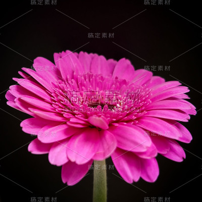 非洲菊的花