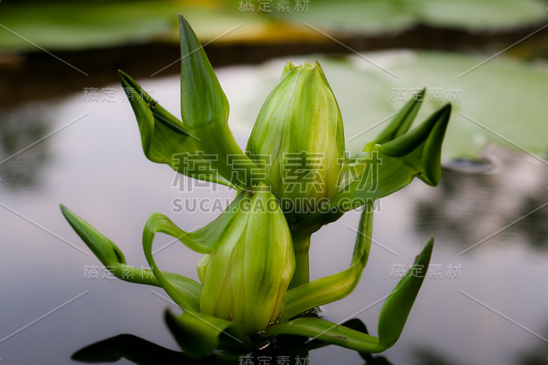 百合花在池塘