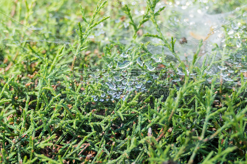 蜘蛛网上的水滴