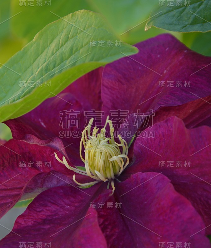铁线莲红紫色