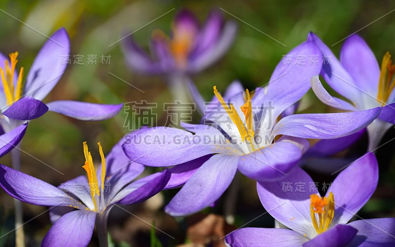 这是一株紫色的番红花的特写镜头，它的花瓣开放了，种子线精致，在春天的早些绽放时，它被认为是希望的使者