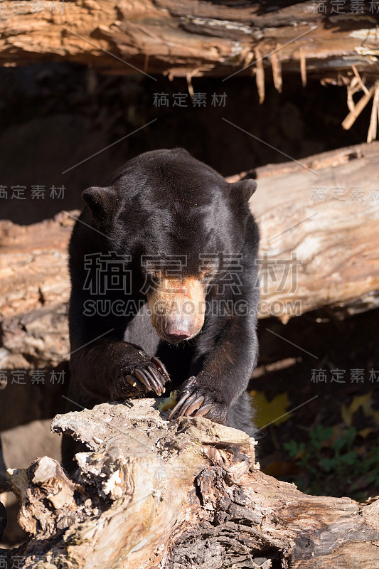 马来熊也被称为马来西亚熊