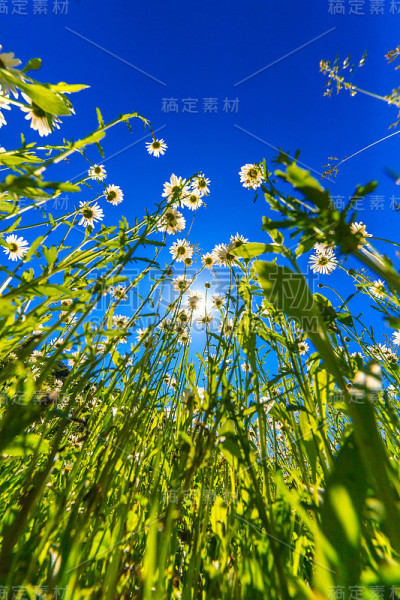 美丽的春天的花朵