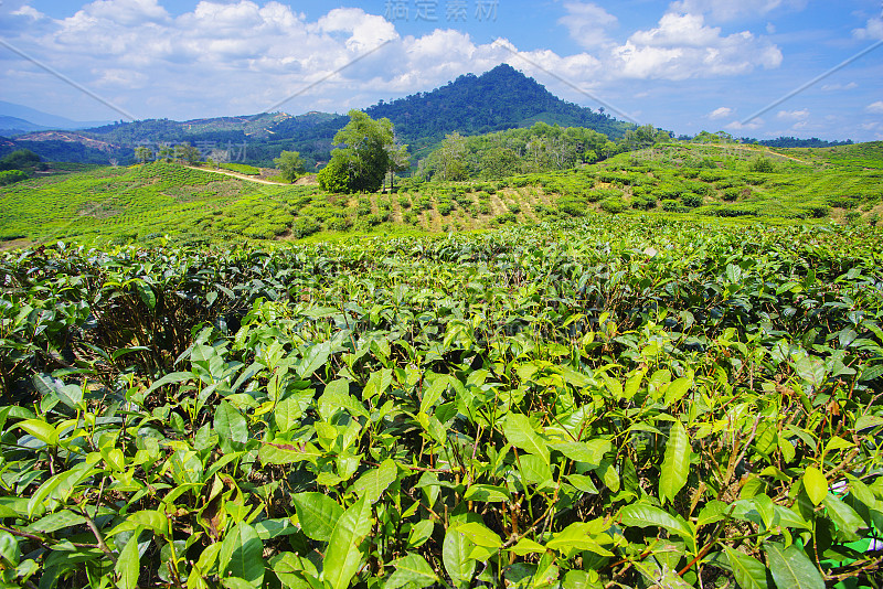 沙巴州昆达桑的茶园