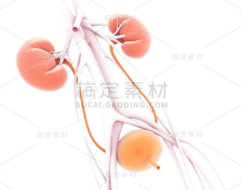 泌尿系统的三维解剖说明。